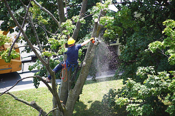 How Our Tree Care Process Works  in  Halawa, HI